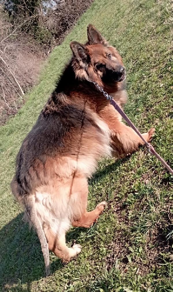 Maxx, bellissimo Pastore Tedesco adulto (a Milano) Foto 4